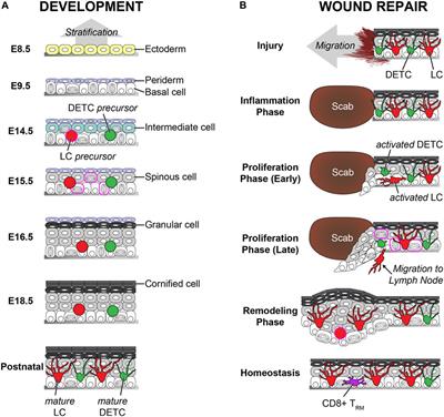 Building vs. Rebuilding Epidermis: Comparison Embryonic Development and Adult Wound Repair